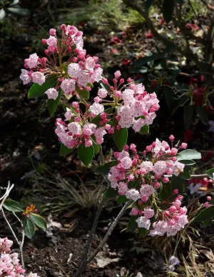 Elf Dwarf Mountain Laurel