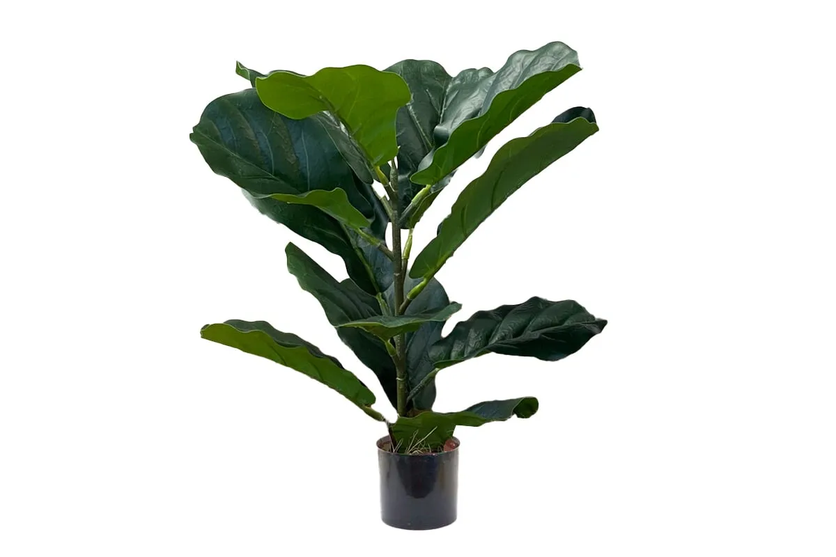 Fiddle 12 Leaves 500mm High - Set of 3