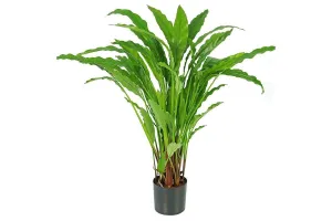 Flora Calathea Potted Bush with 55 Leaves 820mm H