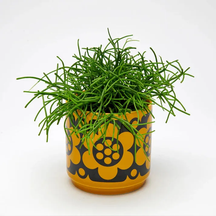 Planter Yellow Flower Hornsea