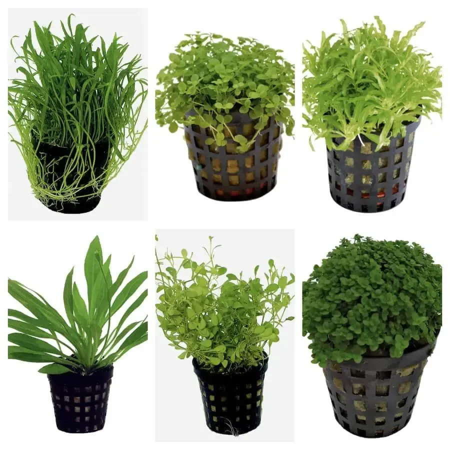 Set Box of 12 Aquarium Plants - Tei seicho