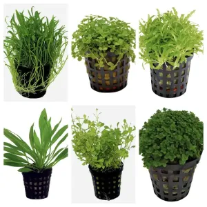 Set Box of 12 Aquarium Plants - Tei seicho